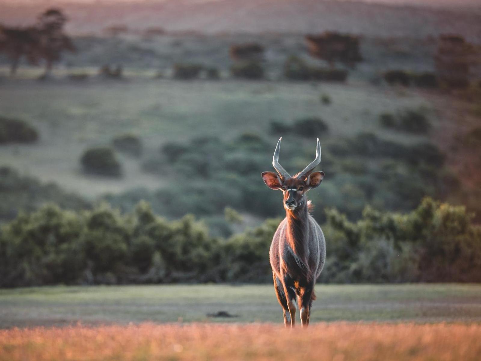 Umbono Private Game Lodge Alexandria  Kültér fotó